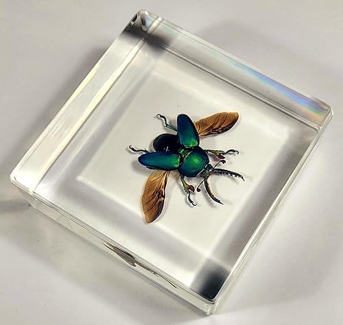 Miniatura 228 de Escarabajo de algodoncillo azul cobalto real de 1.732 in en espécimen de resina de lucita cristalina, insectos, insectos preservados, colección