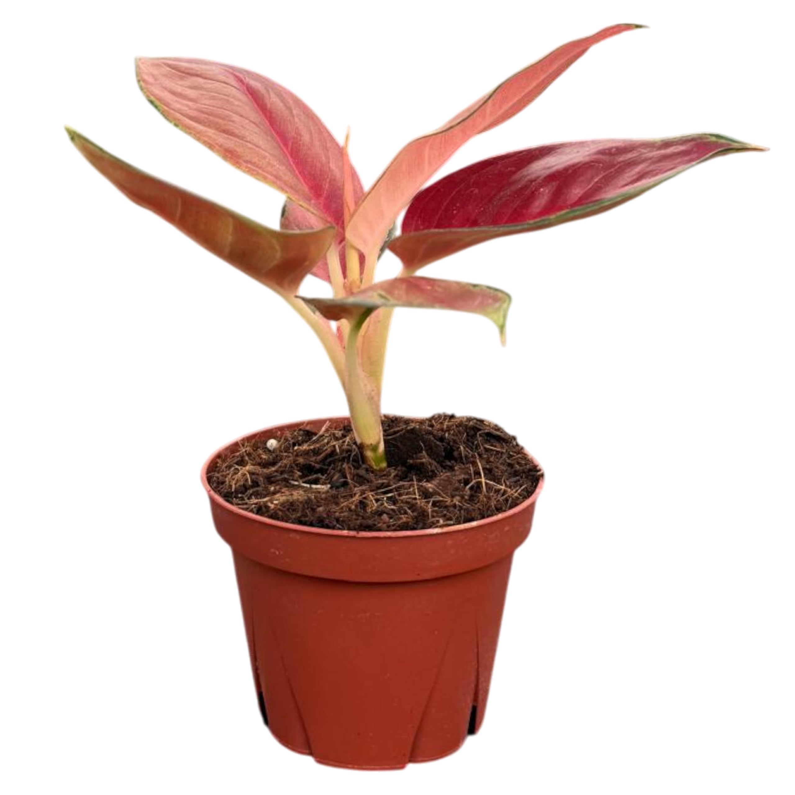 heart shaped house plants Buy Philodendron Brasil