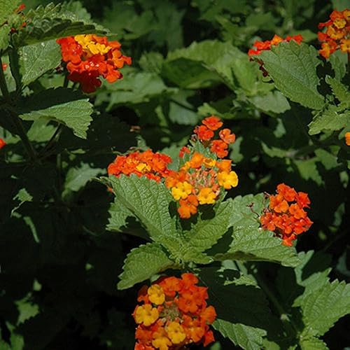 Miniatura 2 de CHUXAY GARDEN 5 semillas de Lantana Urticoides, Texas Lantana, Arbusto Calico, Arbusto de la India Occidental Shrubverbena - Planta de flores