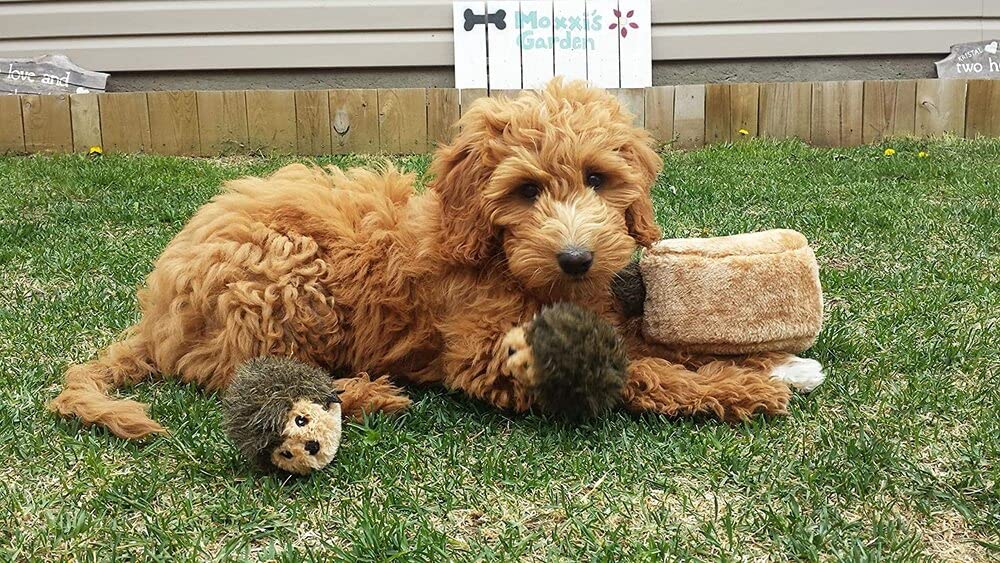 ZippyPaws Burrow Replacement Miniz - Interactive Dog & Puppy Toys for Boredom, Stimulating Pet Products to Keep Them Busy, Plush Refills for Hide & Seek Puzzle, Squeaky Toy for Enrichment - Hedgehogs - image 5