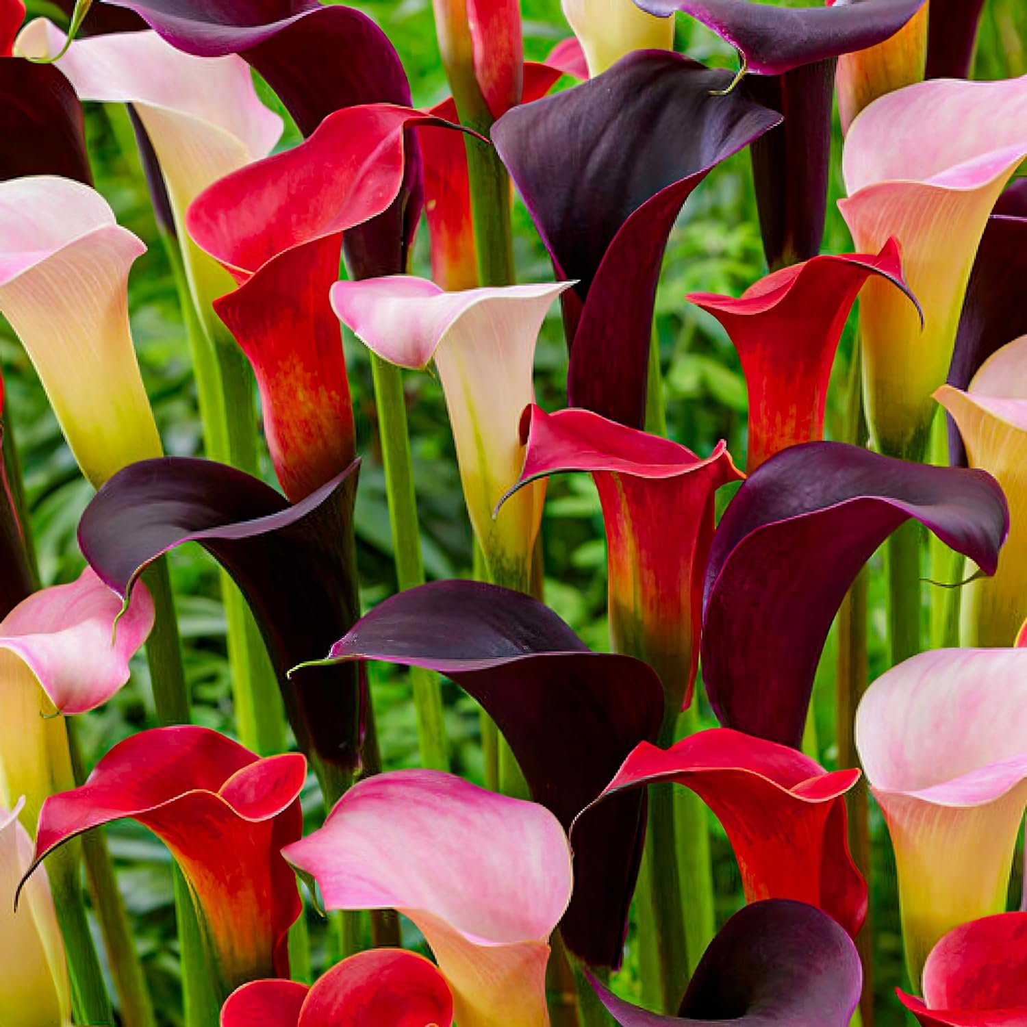 Bulbi Calle Zantedeschia - Rossa, Bianca e Nera - 5 Bulbi Fiori - Piante e Fiori Esclusivi dall'Olanda - per giardino, vasi e balcone (non semi, non artificiali)