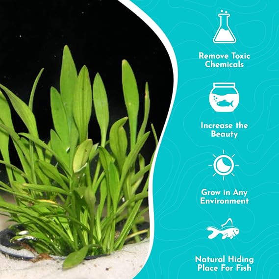 Cryptocoryne Parva - Freshwater - Medium Light