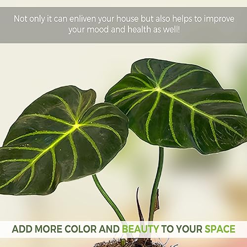 Miniatura 4 de Philodendron Luxurians de LEAL PLANTS ECUADOR  Planta exótica de interior de filodendro vivo  Planta tropical de oreja de elefante para interiores