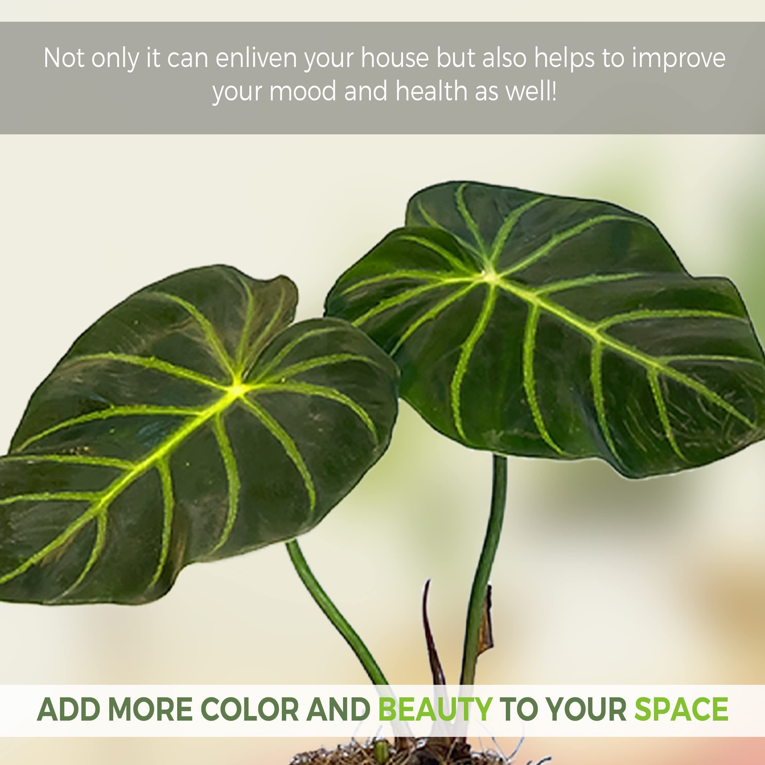 Amazon.com : LEAL PLANTS ECUADOR Philodendron Luxurians | Exotic