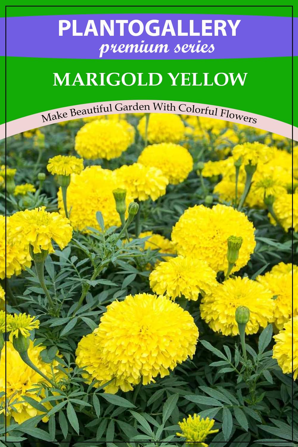 Plantogallery Imported Seeds - Marigold Big Yellow Flower Seeds for All Season - Qty 50 Seeds (B0CCJVYQQG) Amazon Price History, Amazon Price Tracker