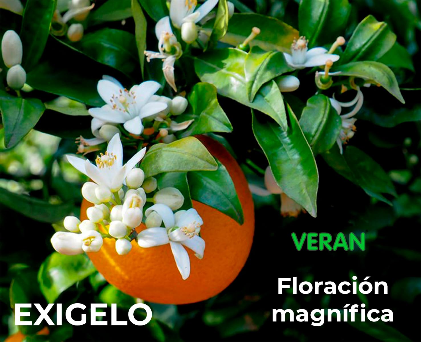 VERAN Fertilizante de Magnesio y Azufre, para Huerto y Jardín | Sulfato de Magnesio | Sales de Epsom | Fertilizante 100% Natural | 100% Soluble en Agua (3Kg)