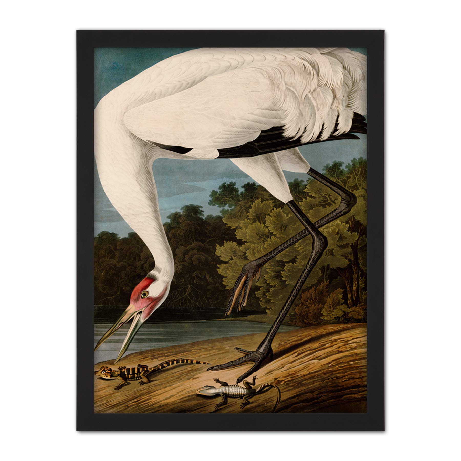 Artery8 Audubon Birds Hooping Crane Painting Artwork Framed Wall Art Print 18X24 Inch