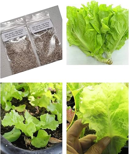 Miniatura 1 de 2 bolsas de 3000 semillas de lechuga vietnamita muy fácil de cultivar muy productiva todas las estaciones xà lách Việt NAM La lechuga más favorita