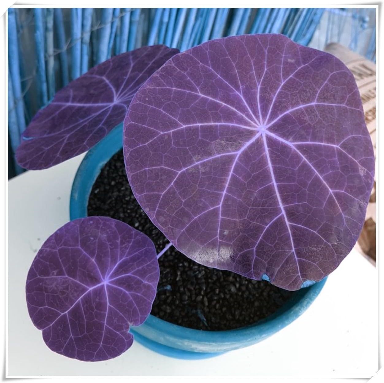 Excellent Display,Flowering Rhizome, Stephania erecta Bulb, Stephania erecta Plant-2 Bulb-H