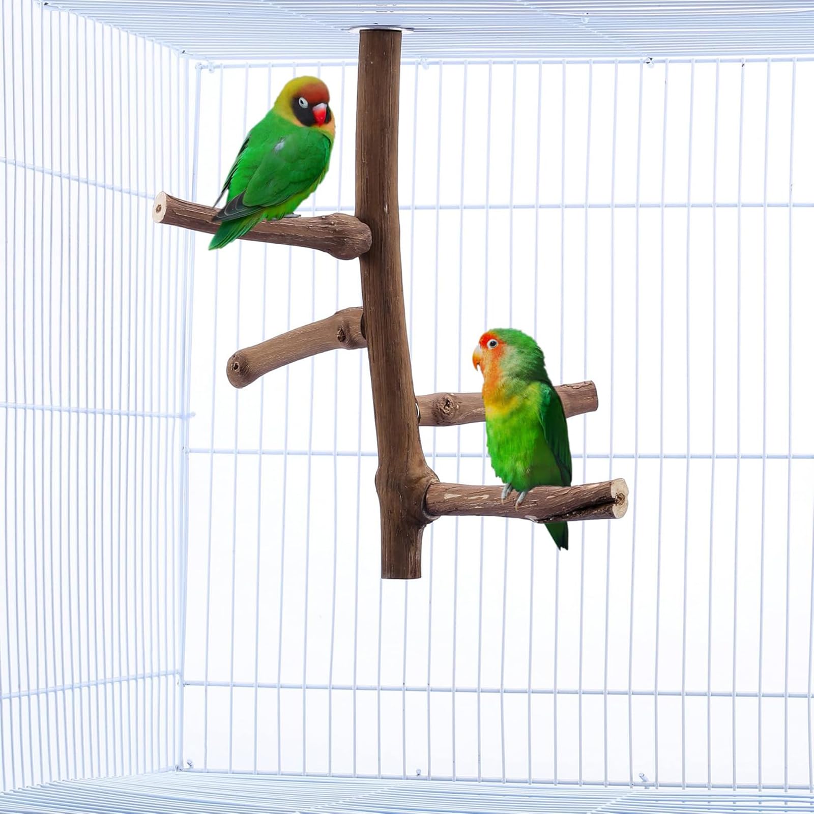 Perchoir naturel pour perruches – Accessoires de cage à oiseaux à suspendre à plusieurs branches, perchoir pour petits perruches, conures, perroquets, cacatúes, Lovebirds