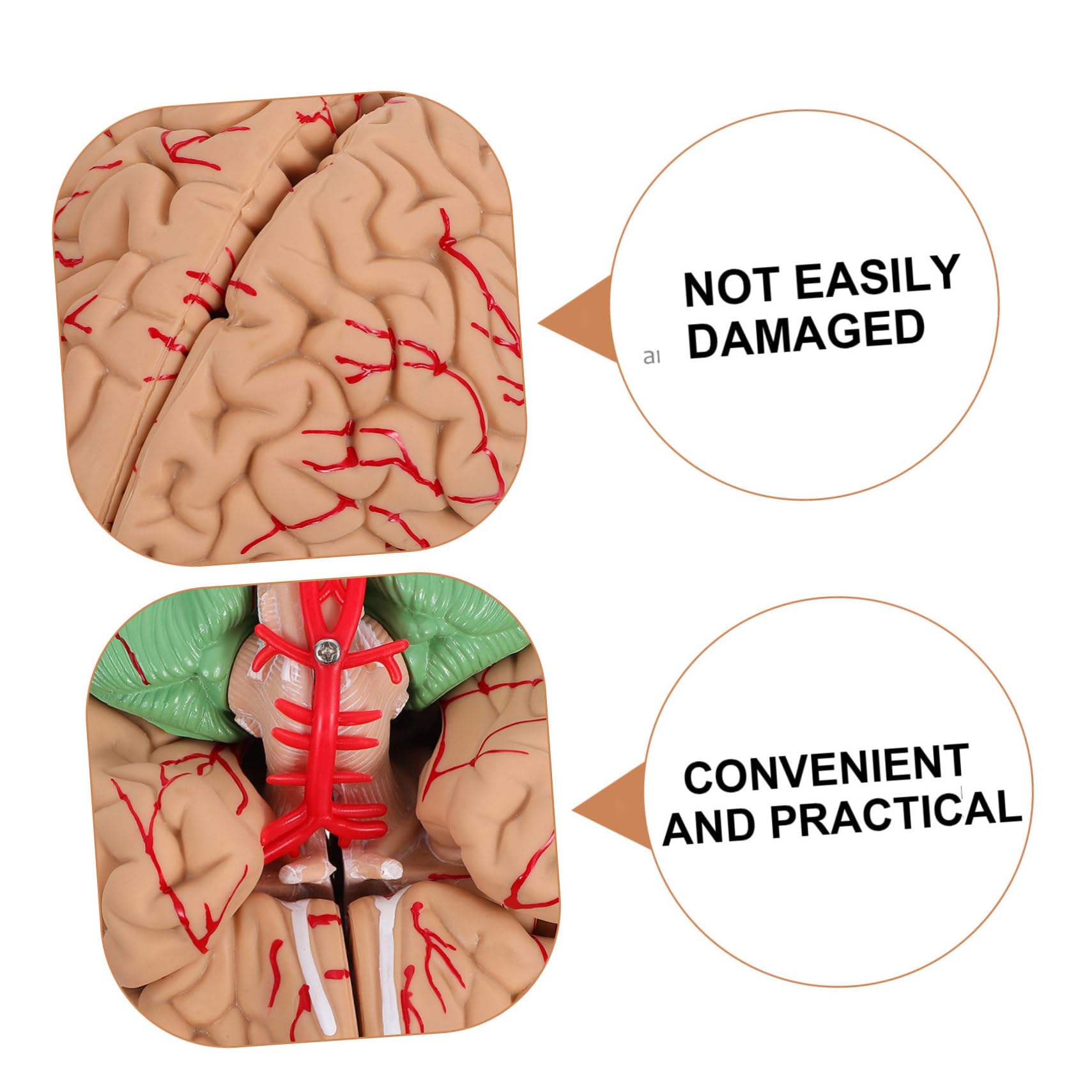 Cabilock 1pezzi Modello Anatomico del Cervello Umano Visualizzazione Scientifica Realizzato Materiali di Buona Qualità Adatto per Istruzione Prescolare e Studi Medici