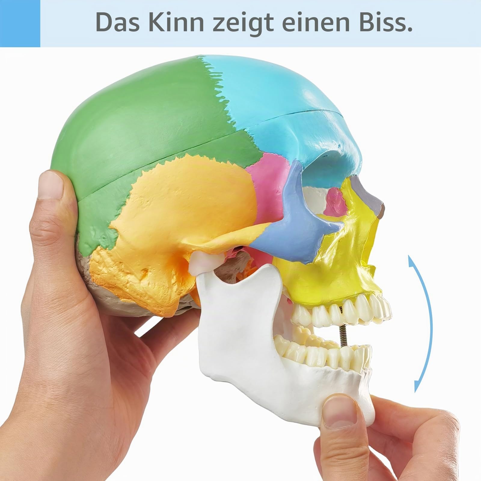 2025 Neues Anatomie Schädel Modell,Menschliches medizinisches Schädel Modell Dental ClinicTeaching Ausrüstung,Medizinisches Lehren Lernen