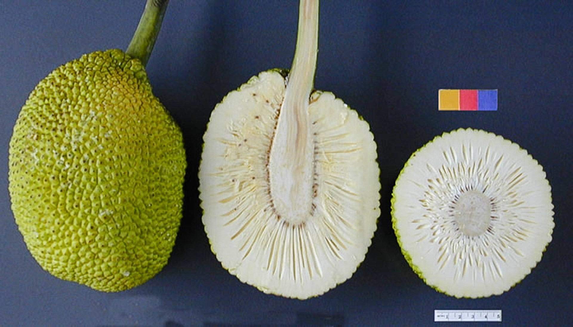 Creative Farmer Live Plant Breadfruit Artocarpus Altilis (Breadfruit) Traditional Tasty Plants for Home Garden Plant(1 Healthy Live Plant)