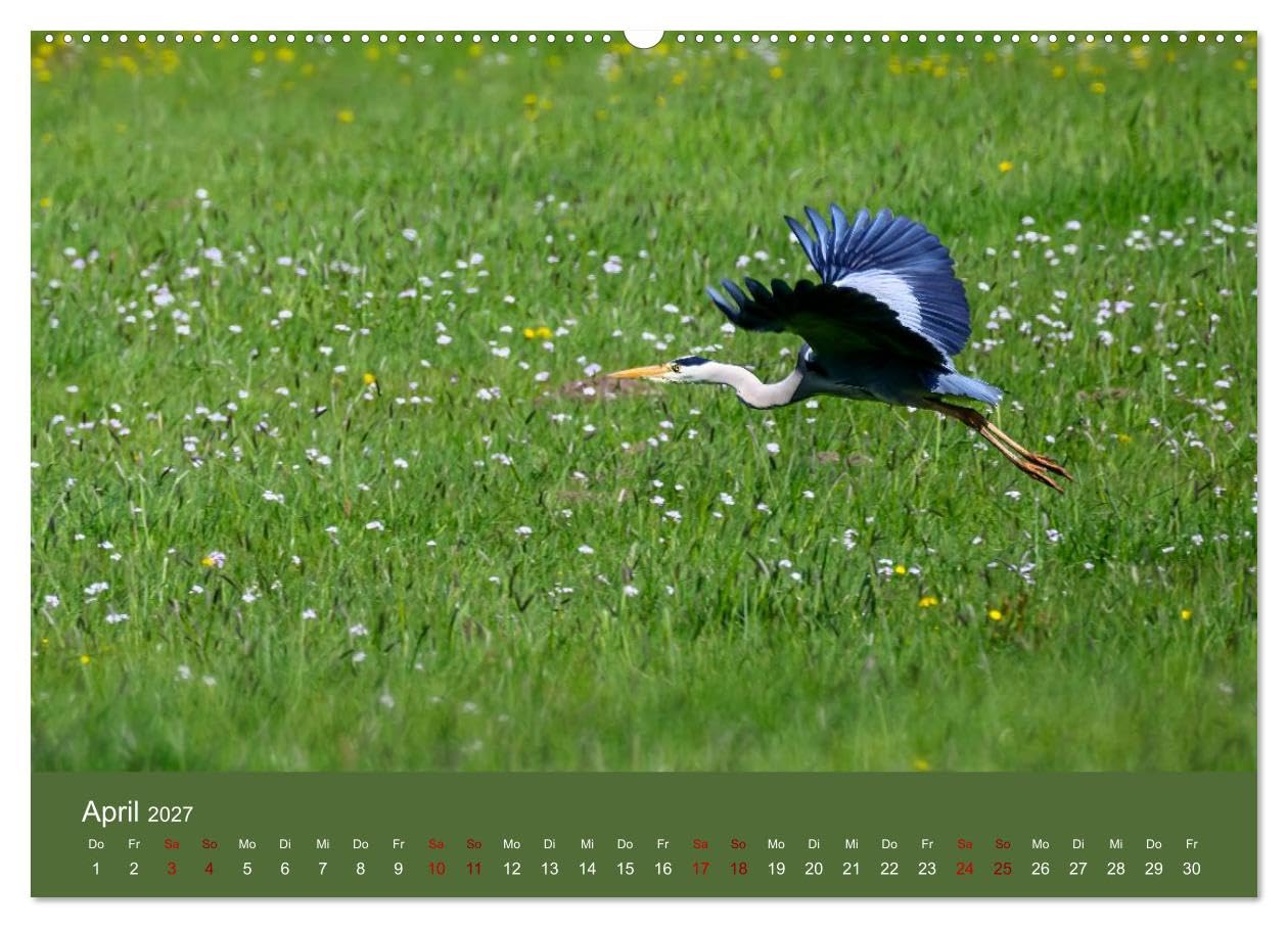 CALVENDO · Reiher in der Elbmarsch (Kalender 2027) | DIN A2 Querformat · Wandkalender · Naturparadies Elbmarsch