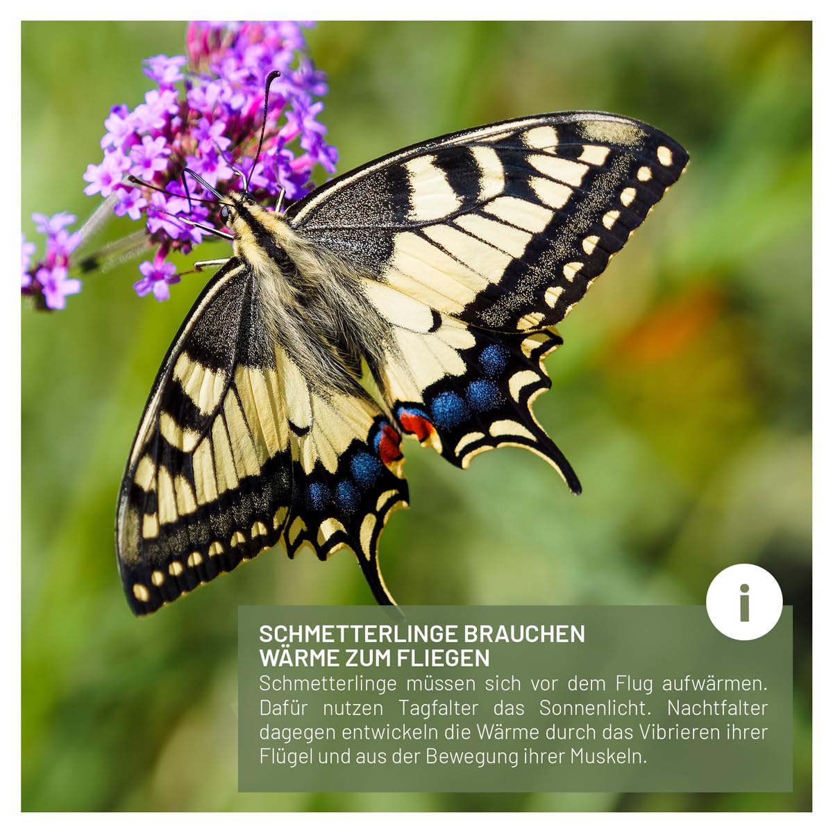 wildtier liebe Casa de mariposas – sin tratar y robusta, hotel de insectos mariposa de madera maciza resistente a la intemperie – Criar mariposas para el jardín