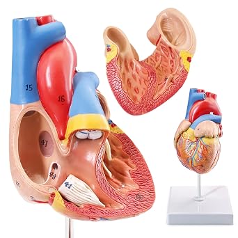 Human Heart Model,2-Part Life Size Cardiac Anatomical Model, 48 Accurate Numbered Anatomical Structures with Number Manual, Magnets, Display Base, for Classroom and Cardiology Study