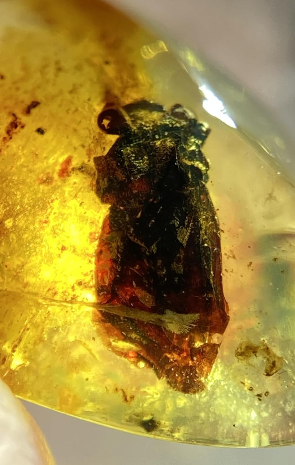 Burmese burmite Cretaceous Gelastocoridae Toad Bug Insect Fossil Amber Myanmar