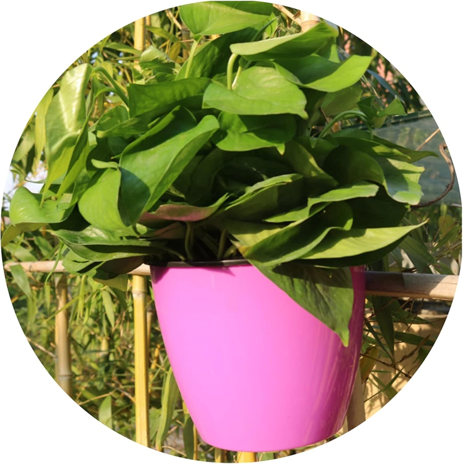 Indoor and Outdoor Flower Pots 1PCS Automatic Water-Absorbing Wall Hanging Round Plant Flowerpot Garden Balcony Outdoor Plastic Planting Box Household Goods (Color : Rose Red, Sheet Size : L)