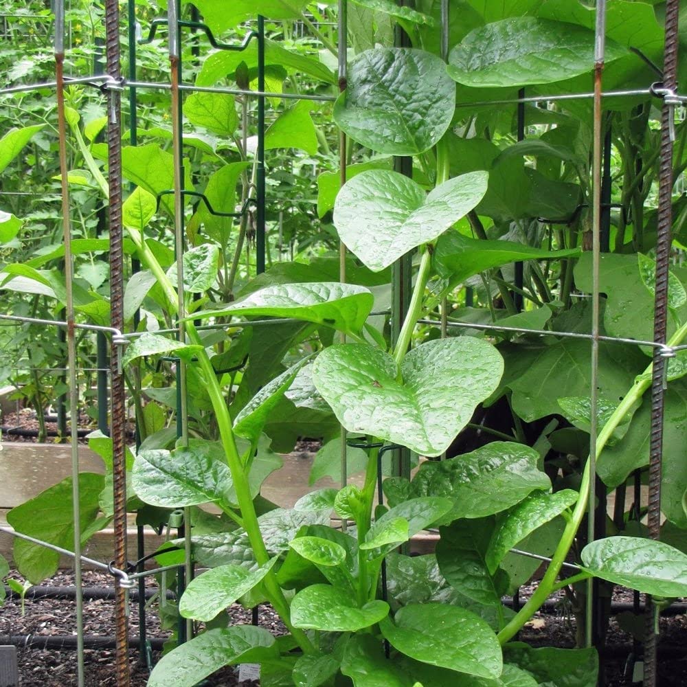 Pui shak seeds / pui sag seeds ( 50 pc ) (B0BNXFRQP8) Amazon Price History, Amazon Price Tracker