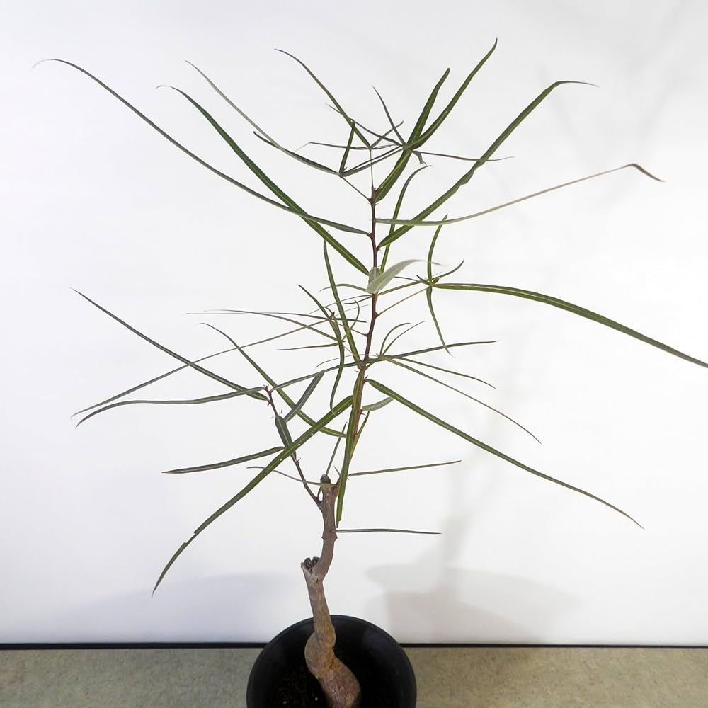 観葉植物 ブラキキトン ボトルツリー Amazon|【一起園芸】ボトルツリー・ブラキキトン・観葉鉢◇育て