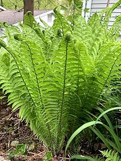 Generic Fiddlehead Fern - Bare Root Outdoor Live Garden Plant - Cannot Ship to: CA.