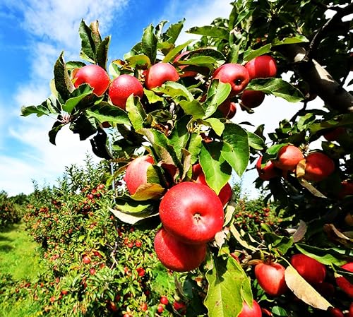 Miniatura 7 de 100 piezas de semillas de manzana, jardín de flores para exteriores e interiores