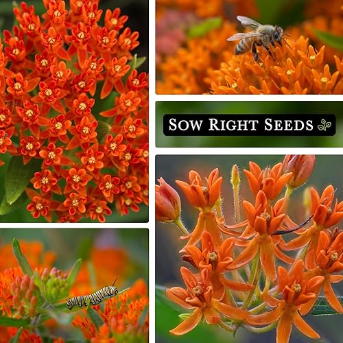 Miniatura 4 de Sow Right Seeds Semillas de algodoncillo de mariposa  Atrae monarca y otras mariposas a tu jardín  Paquete de semillas de reliquia sin OMG con