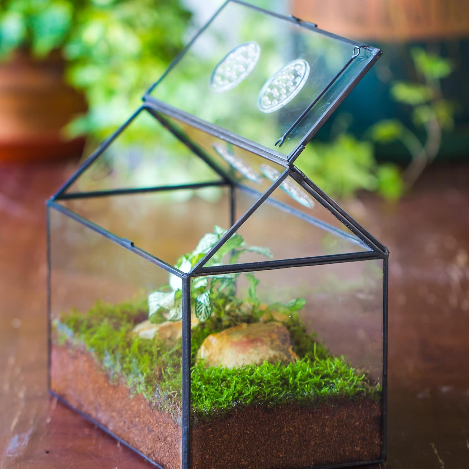 NCYP Mini Glass Terrarium with Lid, Glass Terrarium with Lid and Air Holes, for Small Cactus, Succulents Plants