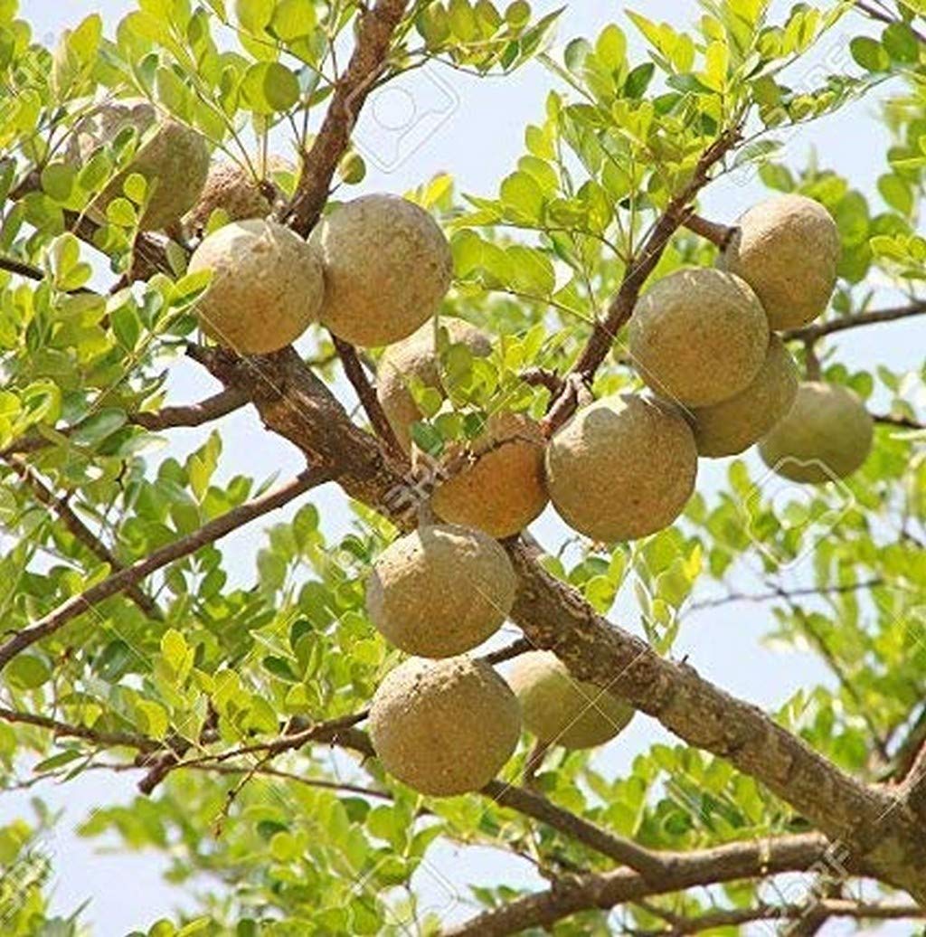 See full amazon price history chart for OhhSome Bel Patra Herbal & Medicinal Live Plant OhhSome Bel Patra Herbal & Medicinal Live Plant (B09N9F8JQQ) Amazon Price History, Amazon Price Tracker