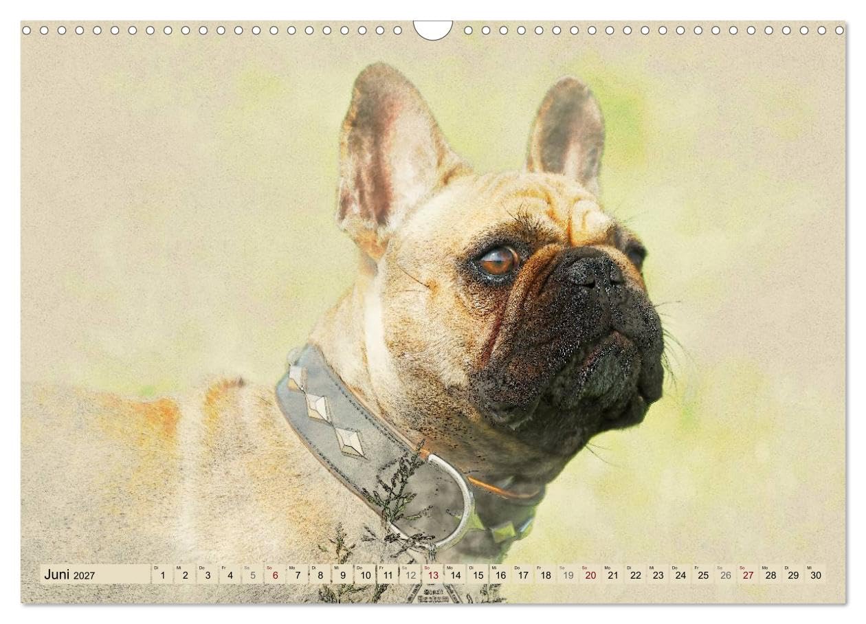 CALVENDO - Französische Bulldoggen 2027 (Wandkalender 2027 DIN A3 quer), Monatskalender: Französische Bulldoggen im kunstvollen Aquarell-Stil. Wer außergewöhnliche Bilder liebt, wird in diesem Kalende