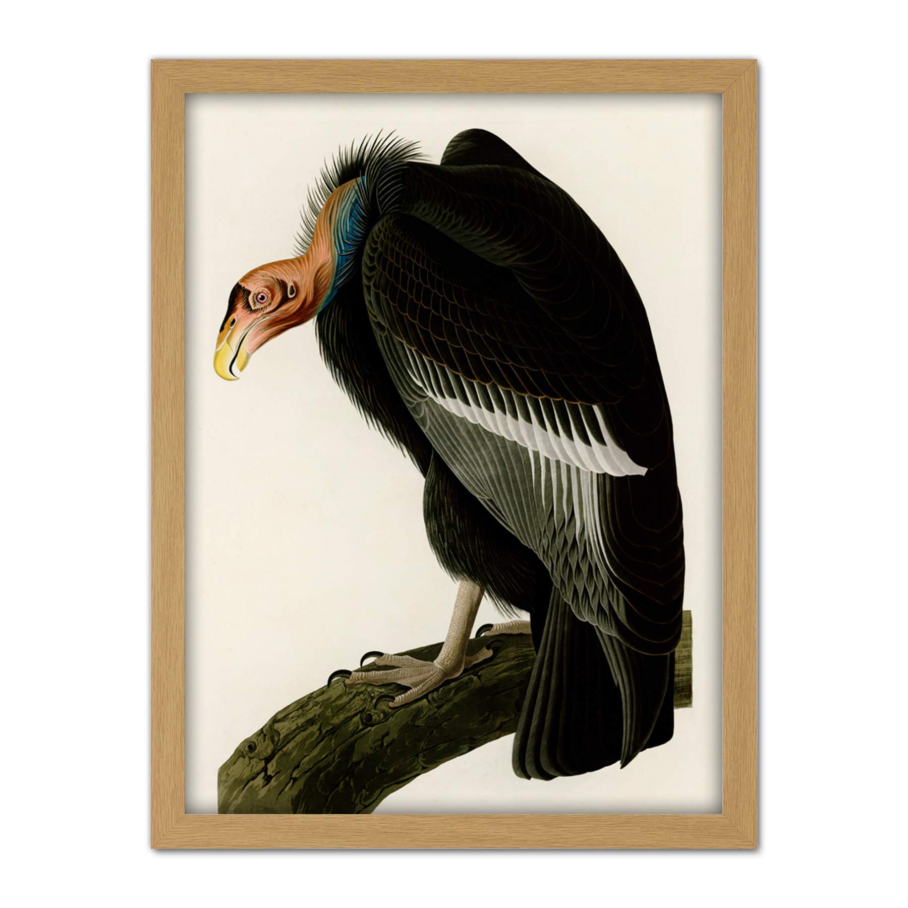 Artery8 Audubon Birds America Californian Vulture Artwork Framed Wall Art Print 18X24 Inch