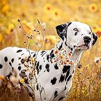 Vista 152 de Lionheart glory Collar de perro con bandera estadounidense, collar de flores para perro del 4 de julio, resistente y ajustable, collar patriótico