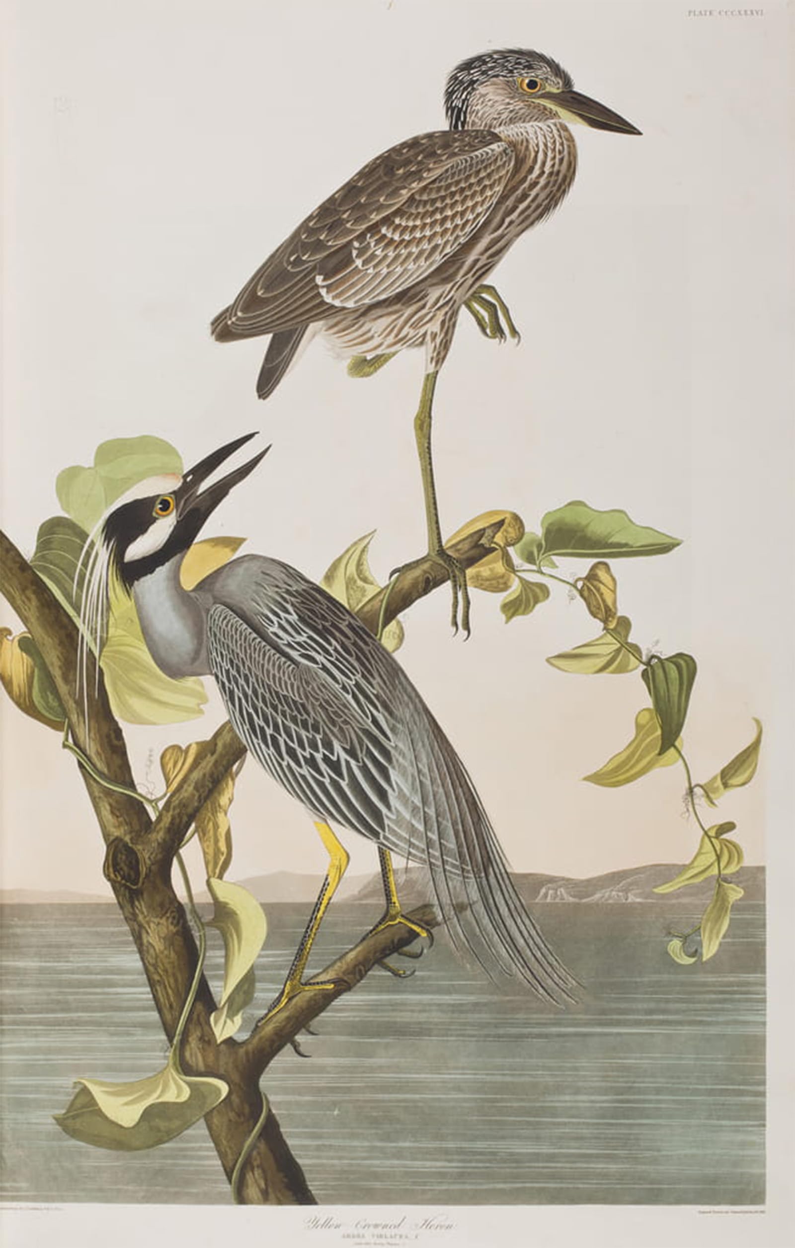 ARTXLXXBN Famous Prints Artwork Pictures Poster Painting Art Illustration From birds of America by John Jamess Audubon Artwork Landscape Pictures for Home Decor 60x90cm