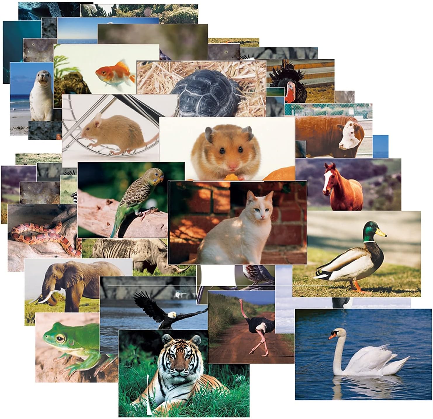 Learning Materials Toddler Education Animals and Insects Poster Set for Class, Preschool Bulletin Boards & Circle Time - 48 Large Real Photo Picture Cards