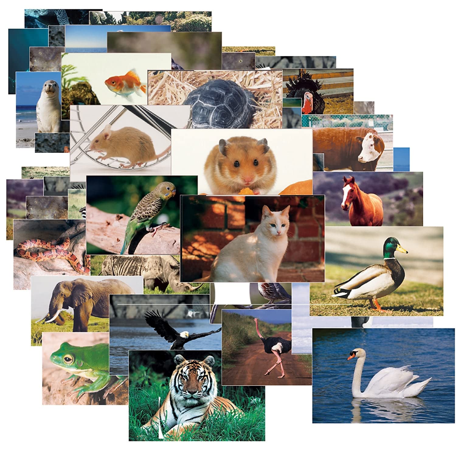 Snapklik.com : Stages Learning Materials Toddler Education Animals And ...