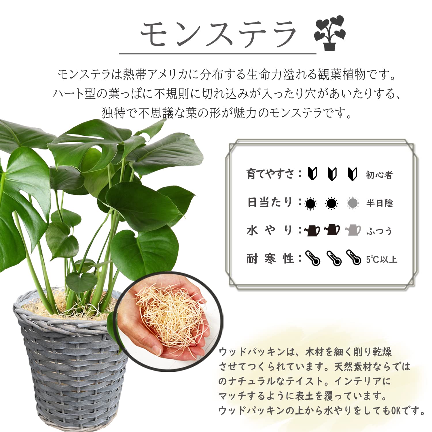 モンステラ　　観葉植物 Amazon｜花のギフト社 モンステラ 鉢植え もんすてら 観葉 植物