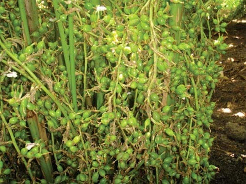 Creative Farmer Live Cardamom - Elachi - Yallaki Spice Fruit - 1 Plant - Chhoti Elachi Dwarf… 39 Out Of 5 Stars 7 (B08P5QH83G) Amazon Price History, Amazon Price Tracker