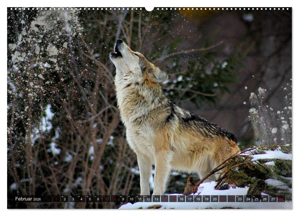 Begegnung mit dem Wolf (Wandkalender 2026 DIN A2 quer), CALVENDO Monatskalender: Faszinierende Aufnahmen von Wölfen aus verschiedenen Territorien (CALVENDO Tiere)
