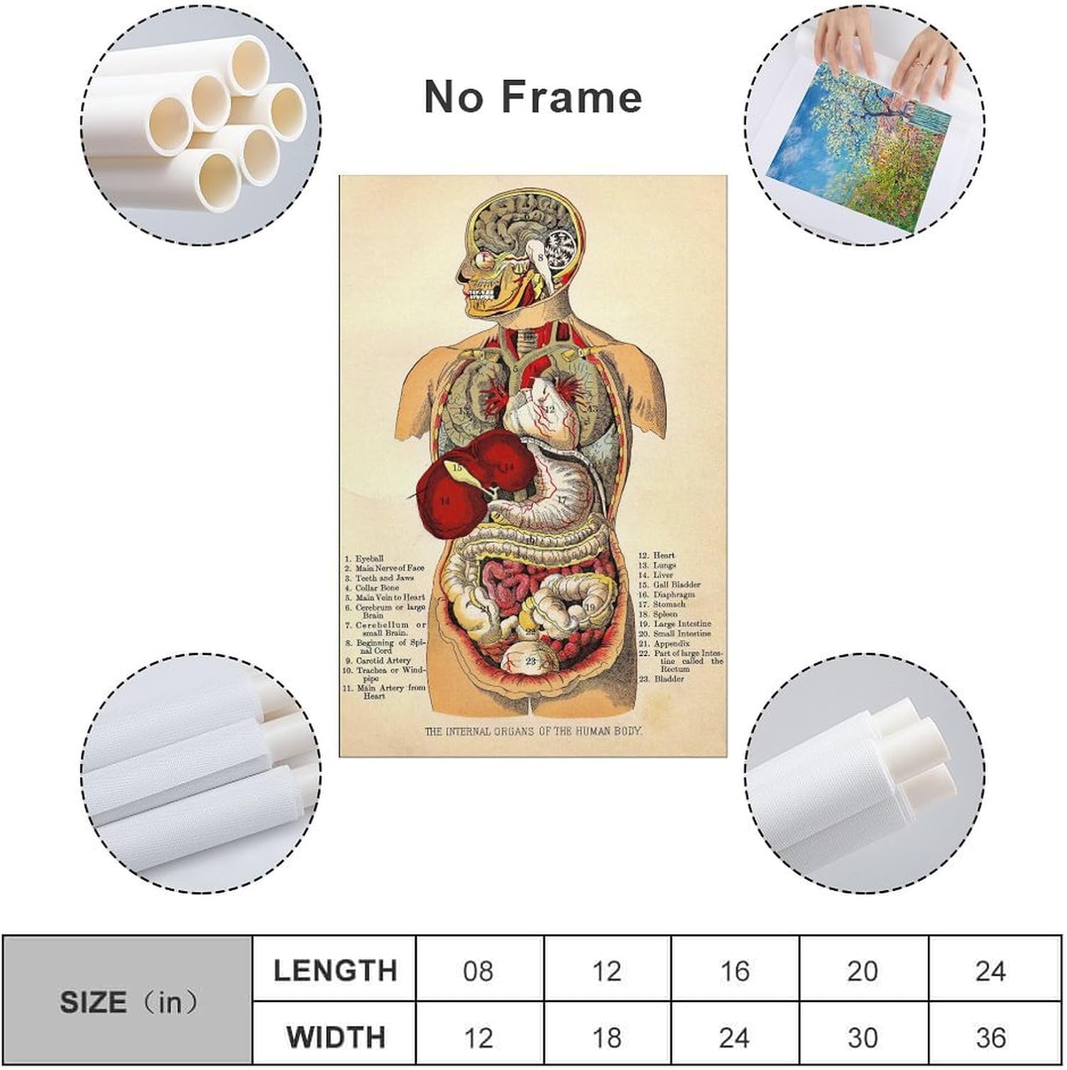 CYPGTBCK Vintage Anatomy Poster Human Body Anatomy Organ Systems Canvas Art Poster And Wall Art Picture Print Modern Family Bedroom Decor Posters 12x18inch(30x45cm) image 2
