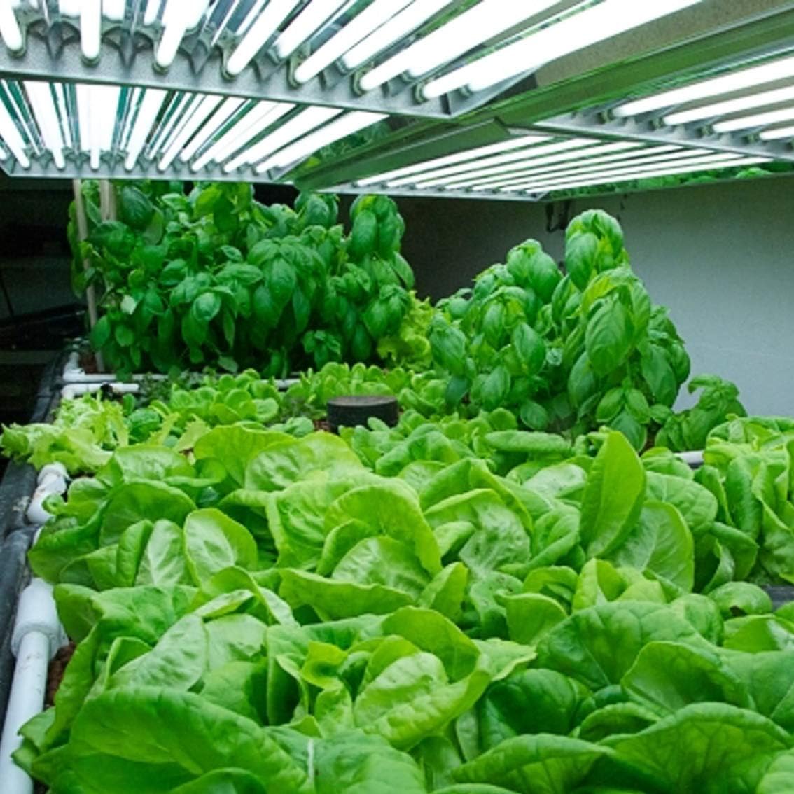 BloomGrow 2FT T-5 HO Fluorescent Lighting Kit 2-Bulb 24W 6500K Lamp Included for Indoor Growing T5 Grow Lights Fixtures