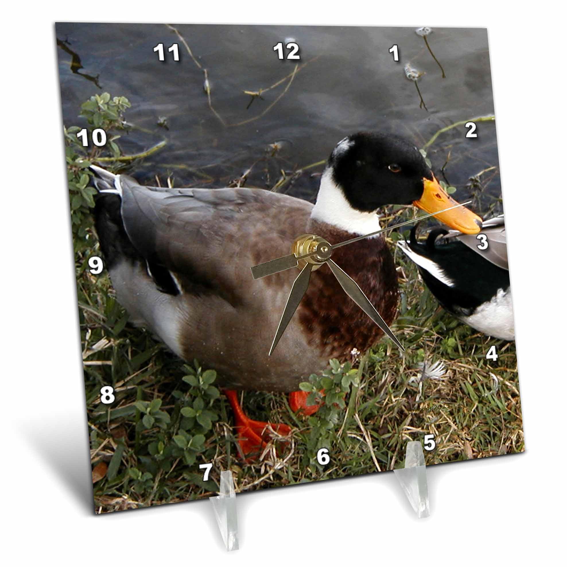 3dRose dc_19119_1 Mallard Duck Desk Clock, 6 by 6-Inch