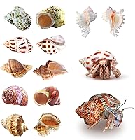 Vista 3 de Conchas de cangrejo ermitaño grandes, 6 conchas turbo de crecimiento de 1 a 2 pulgadas (2.3 a 3.5 pulgadas)