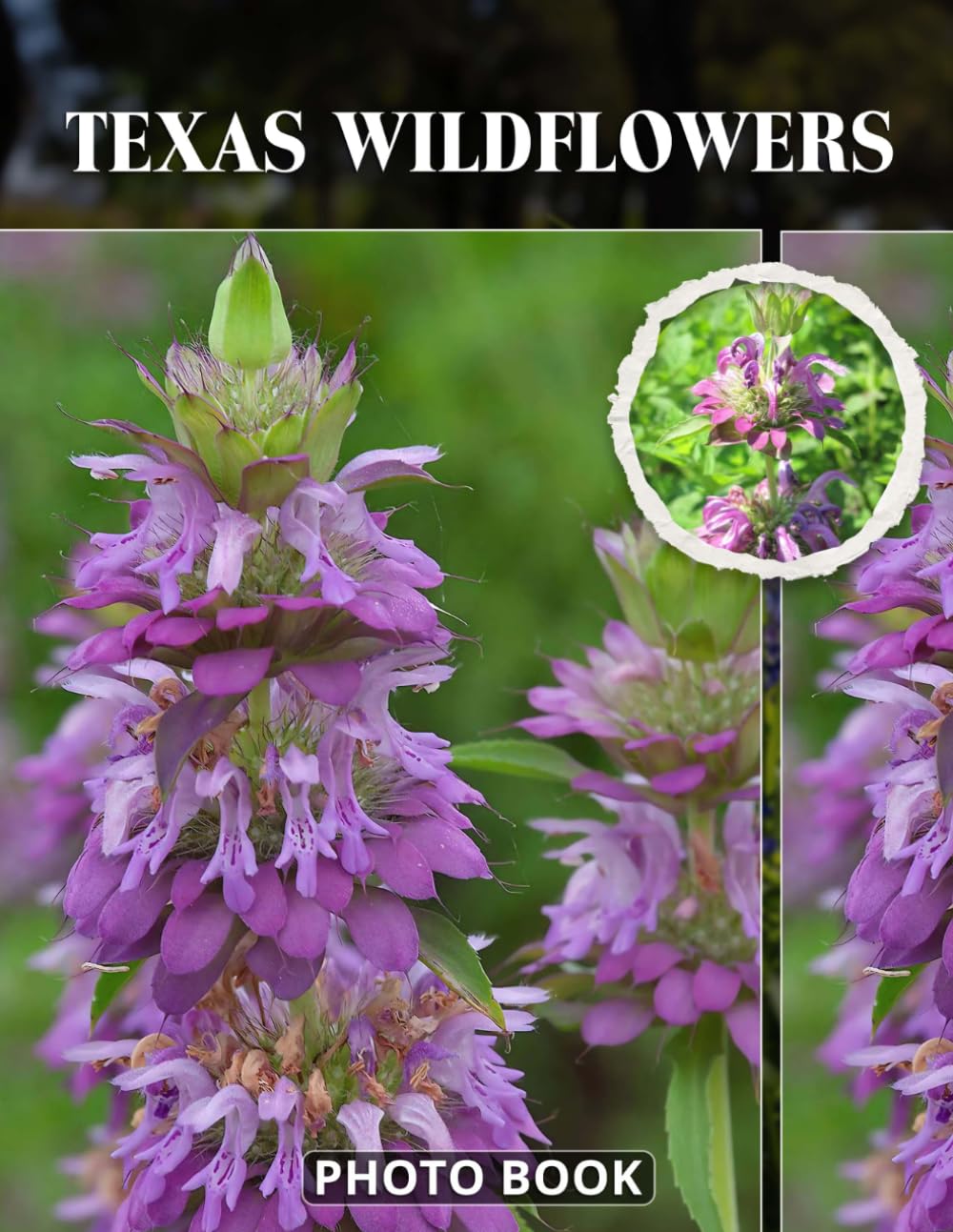 Texas Wildflowers Photo Book: Vibrant Wildflower Fields And Blooms Collection Showcasing Texas Landscape Beauty And Colorful Botanical Scenes In Stunning Natural Images