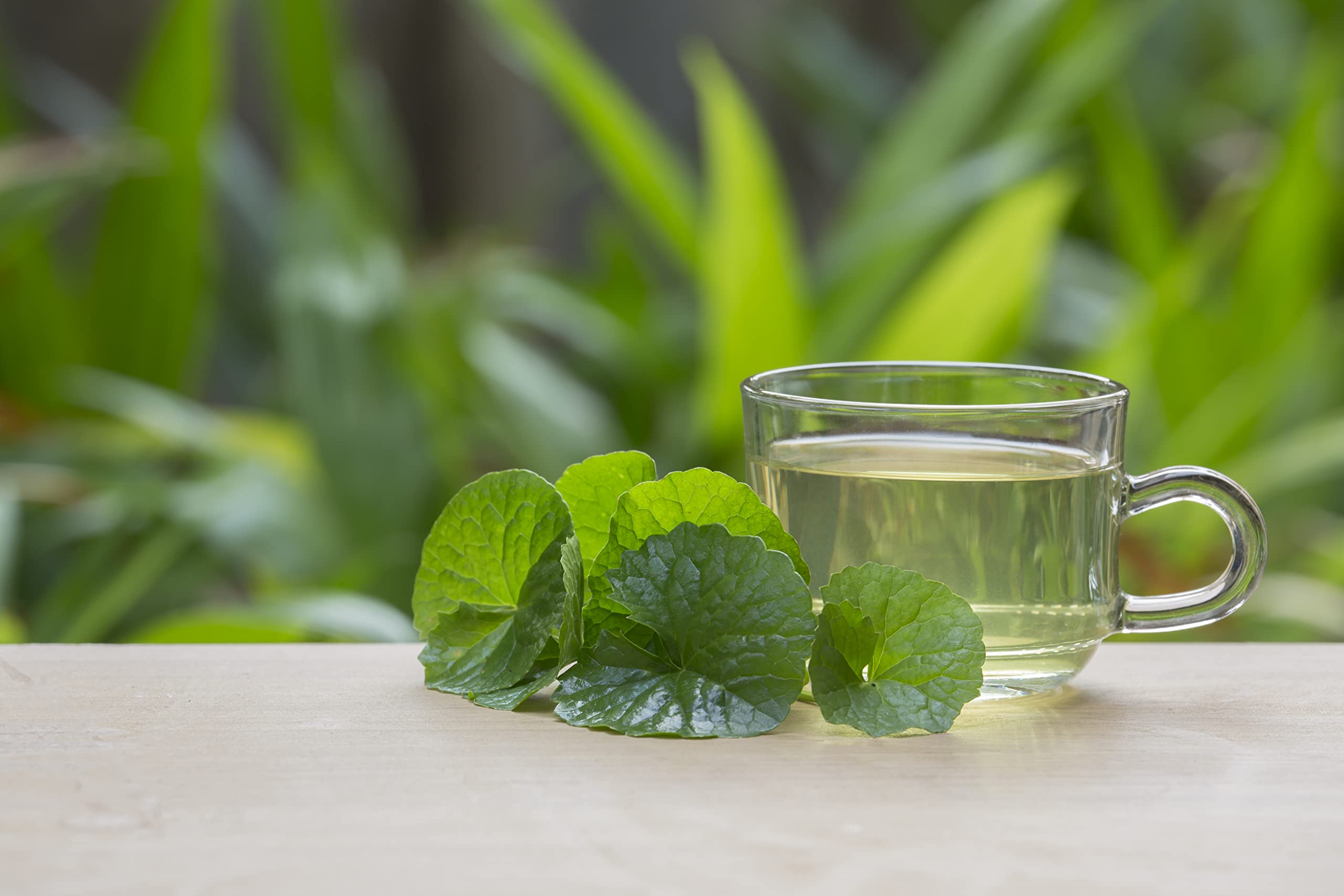 Mynatura Bio Gotu Kola Pulver | Gotu Kola | ayurvedisch | Vegan | Konzentration (3x300g)