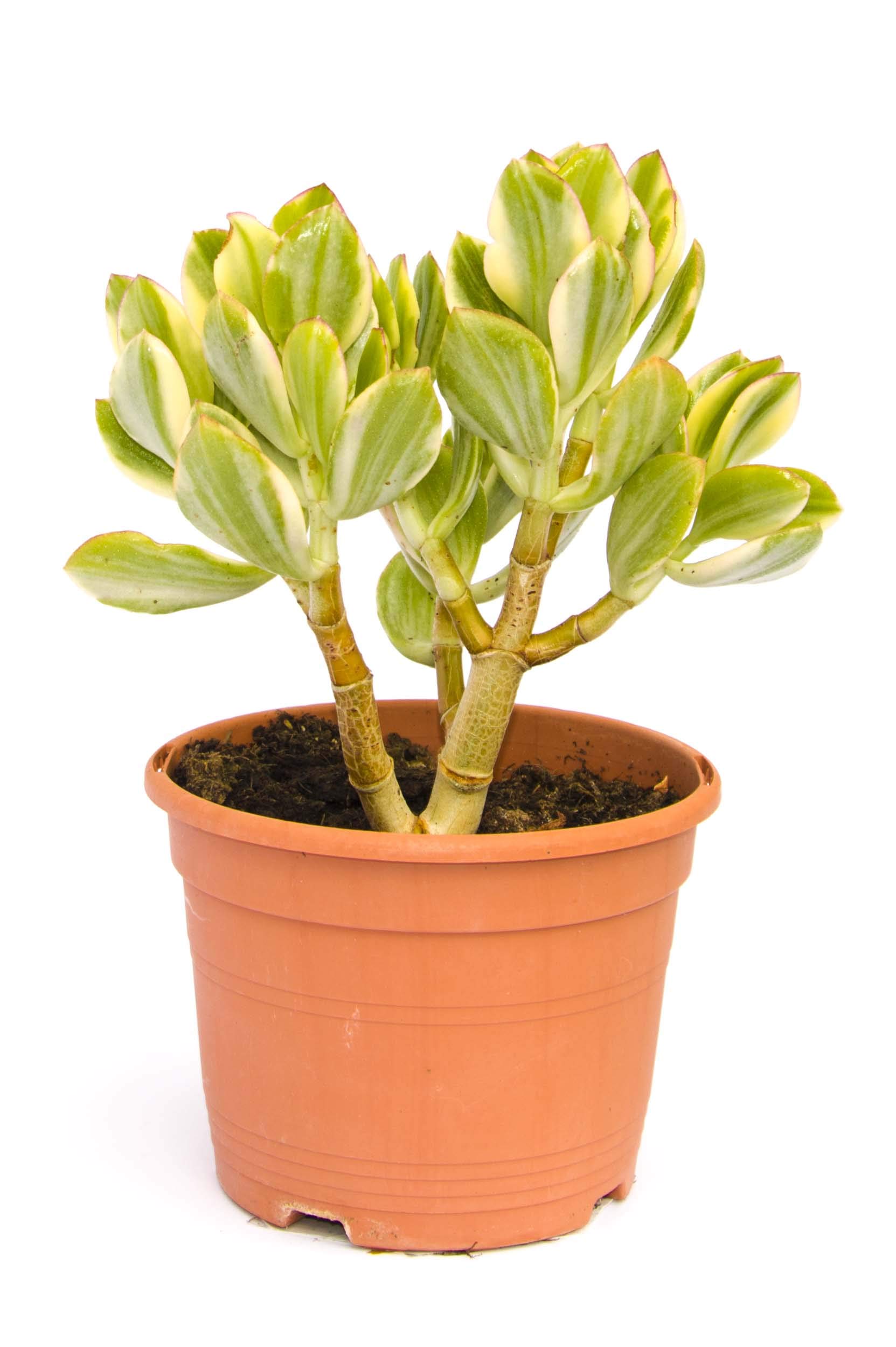 Crassula ovata, planta crasa resistente a la sequía: Amazon.es: Jardín