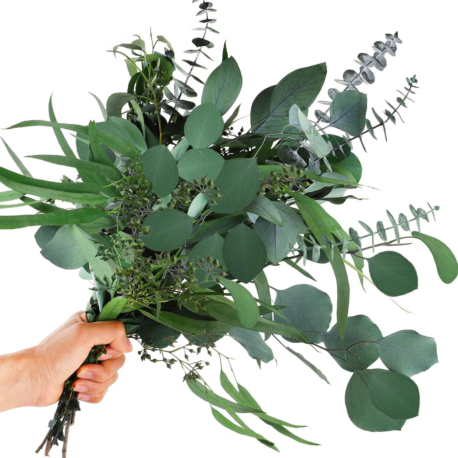 12Pcs Mixed Real Dried Eucalyptus Leaves Stems - Preserved Plant Branches, Silver Dollar Eucalyptus, Seeded Eucalyptus Bouquets for Vase Floral Arrangements Wedding Greenery Decor
