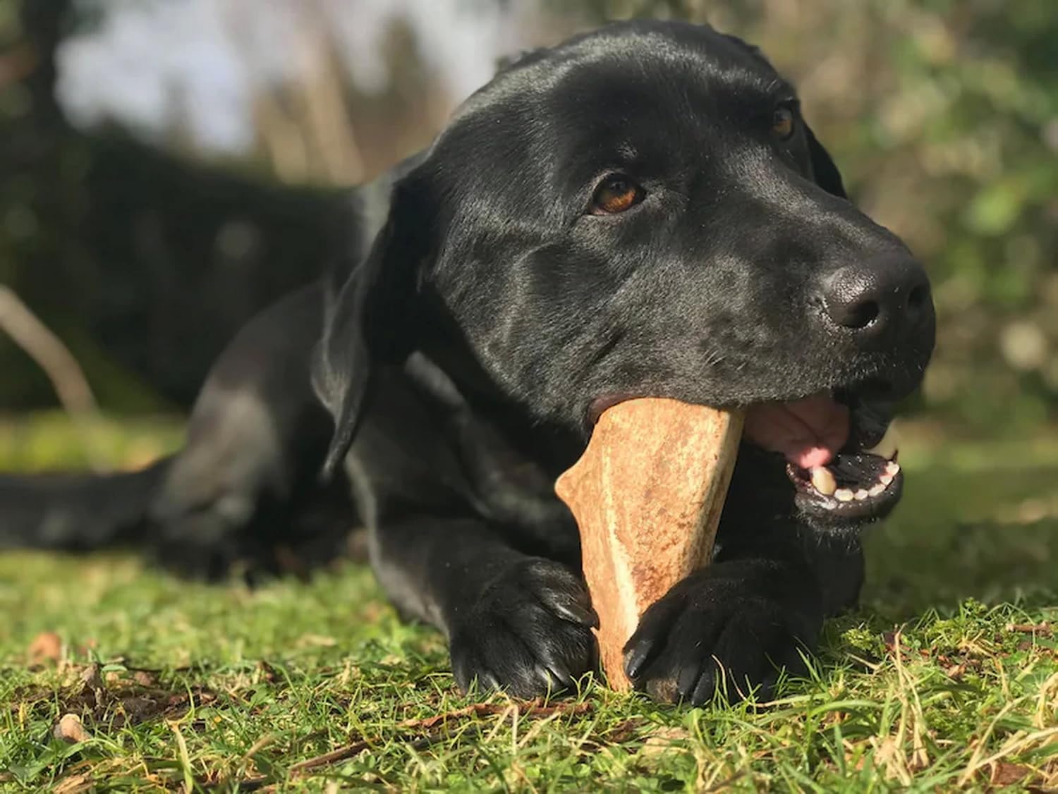 Bois de Daim, Taille S - 2, (120 g) | Cornes Naturelles pour Chiots et Chiens a Mâcher