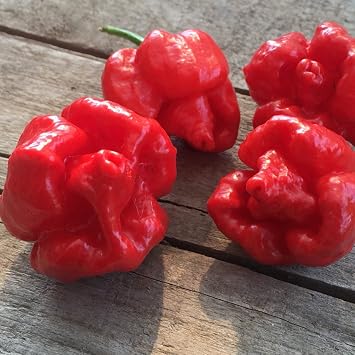 Chilli Seed Variety Pack – 7 Hot Pepper Varieties (Carolina Reaper, Trinidad Moruga Scorpion, Ghost, Habanero & Bird’s Eye) – 35+ Seeds – Hot Chilli Seeds for Planting – OliSeeds