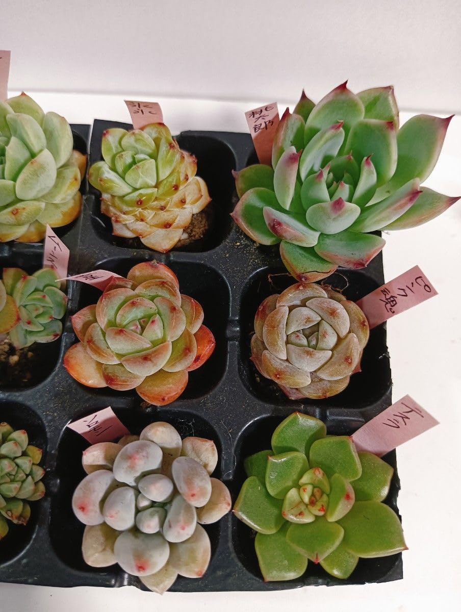 Amazon｜12種類多肉植物根付きセット エケベリア｜観葉植物