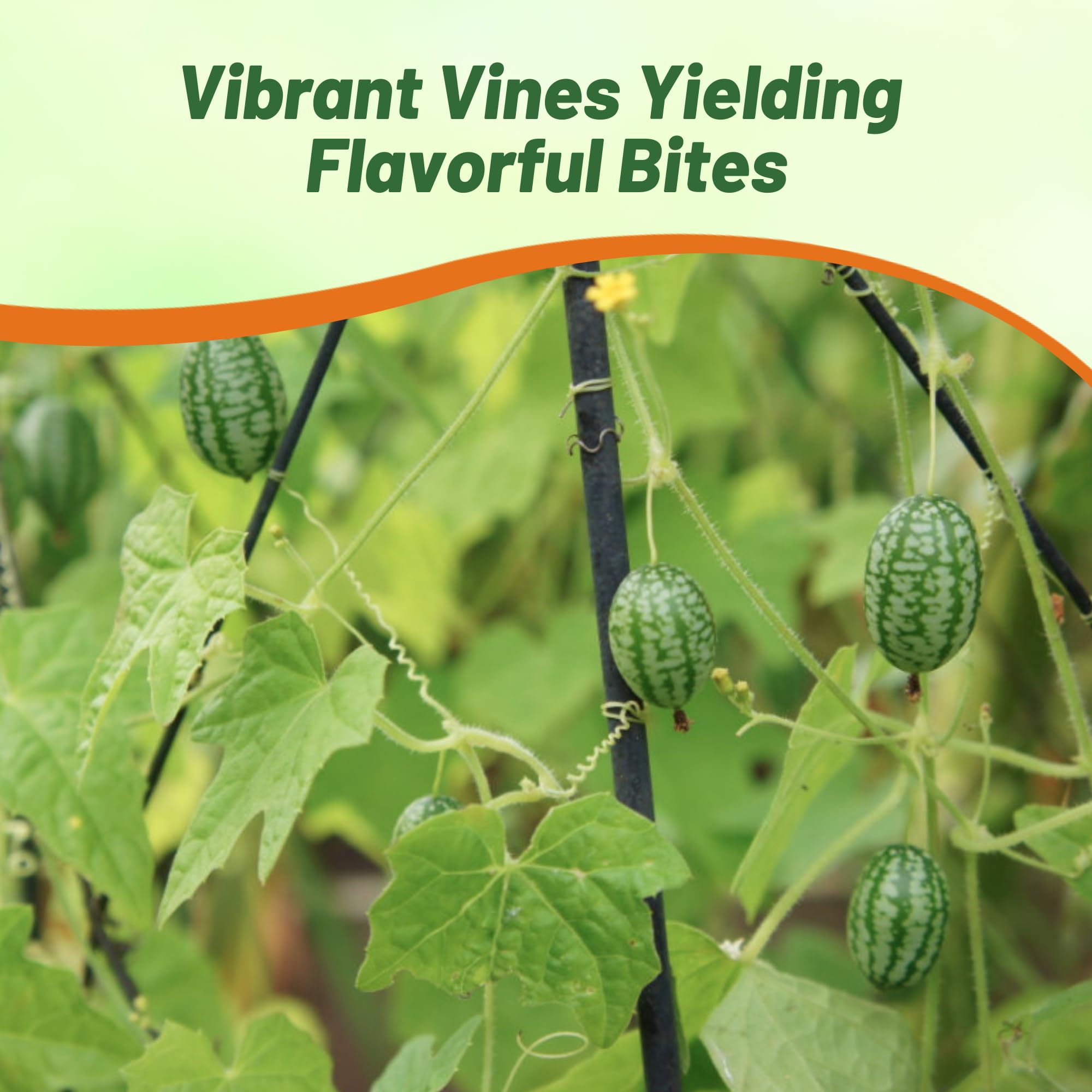 Amazon.com : Outsidepride Mouse Melon Seeds - 200 Pcs Melothria